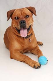 We did not find results for: Annie Bullmastiff Rottweiler Mischling Mix