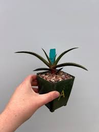 Image result for Aloe lutescens