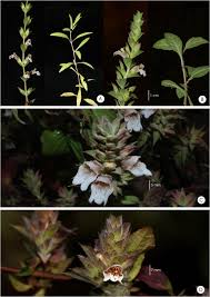 Image result for Lepidagathis scariosa