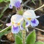 Image result for Craterostigma hirsutum