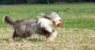 5 Things To Know About Bearded Collies