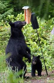 90 to 300 pounds common. How Much Does A Baby Black Bear Weigh