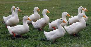 Check spelling or type a new query. Pekin Duck Breed Comprehensive Care Guide The Garden Magazine