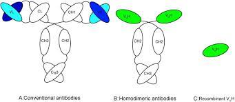 The results showed that the igg ascs were scattered in the lamina propria (lp). Use Of Camel Single Domain Antibodies For The Diagnosis And Treatment Of Zoonotic Diseases Sciencedirect