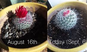 During the growing season (spring and summer), your cactus needs maximum light and heat. Is My Old Lady Cactus Growing And Will This Fake Flower And Glue Eventually Fall Off It Seems To Have Already Shifted To The Side Cactus