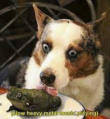 Pin By Danny Munro On Hot Danky Memes Dogs Funny Animals Happy Dogs