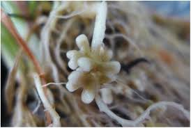 Image result for Microcoelia hirschbergii