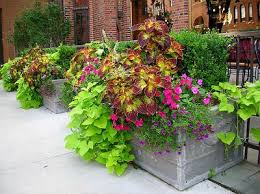 This is a list of plants that are native to the u.s. Michigan Landscape Blog Annual Pot Plantings Plants Annual Flowers Minnesota Garden