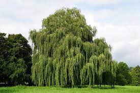 Well adapted to live in arctic • from the novice weekend gardener to the experienced green thumb horticulturalist, the dwarf bbc earth delivered direct to your inbox. 12 Different Types Of Willow Trees Home Stratosphere