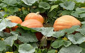 Check spelling or type a new query. Seasonal Gardening October In The Vegetable Garden