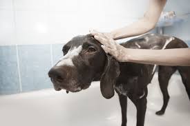 From greeting you at the reception desk with smiling, friendly faces to treating your pet as if it is our own, the staff of animal aid clinic south focuses we strive to provide the highest level of medicine and surgery, and prioritize wellness care as early identification and prevention of illness helps our. Pet Grooming Animal Care Clinic Of Pingree Grove