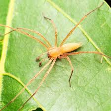 Image result for yellow sac spider bite skin