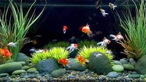 Aquarium unik sendiri merupakan sebuah model aquarium dengan bentuk yang tidak lazim seperti biasanya yang memiliki bentuk persegi panjang, karena memiliki bentuk yang tidak lazim atau umum. Aquarium Unik Home Facebook