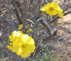 Image result for Rhigozum zambesiacum