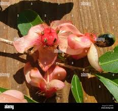 Image result for Ochna pulchra