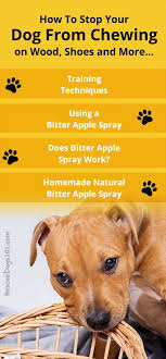 How To Stop A Dog From Chewing On Wood Furniture And More Dogs Doghealth Dogdiy Homeremedy Naturaldog Do Dog Training Dog Training Tips Stop Dog Chewing