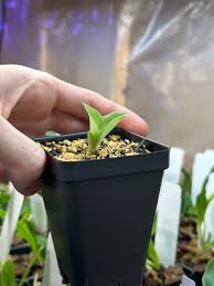 Image result for Habenaria petitiana