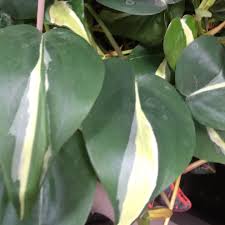 Since my philodendron brasil is one of my favorite plants, i started looking into all of the sport cultivars that this plant has produced. Philodendron Cordatum Silver Stripe Philodendron Silver Stripe In Gardentags Plant Encyclopedia