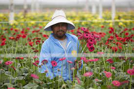 Gerbera Daisies Are Harvest At Their Prime Open Stage To Insure Quality And Customer Satisfaction Americangrown Cagrown Ubloo Gerbera Daisy Ca Grown Gerbera