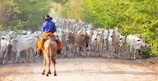 161,567 likes · 54 talking about this. Paraguay Bauernhofurlaub De