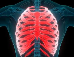 Smartdraw includes 1000s of professional healthcare and anatomy chart templates that you can modify and make your own. Image Of Human Body Rib Cage Anatomy Kg252654 Picxy