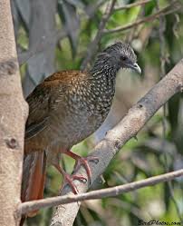Speckled Chachalaca Wild Birds Game Birds Farm Animals