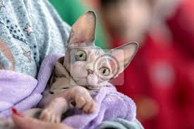 Darüber hinaus interessant ist der vergleich von katze und hund. Sphynx Katze Nahaufnahme Portrat Fototapete Fototapeten 1 Schwarz Kitten Myloview De