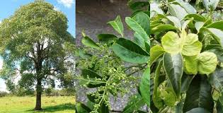 Image result for Balfourodendron