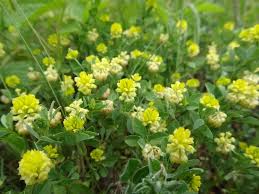 Image result for Trifolium campestre