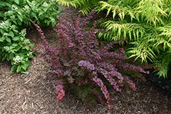 Image result for Berula thunbergii