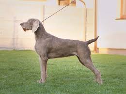 Image result for slovenský ohař hrubosrstý