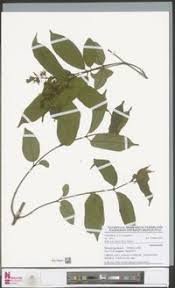 Image result for Motandra paniculata