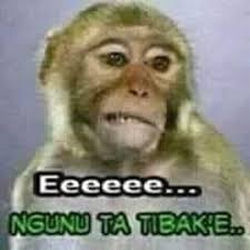 Daftar video lucu terbaru berikut ini terbagi menjadi beberapa kategori berbeda ya sobat, seperti video lucu bayi, video kucing lucu, video anjing lucu, video prang lucu, bahkan hingga momen fail. 25 Download Gambar Monyet Lucu Bahasa Sunda Gambar Lucu Monyet Bahasa Jawa Download Vidio Lucu Grup Sepi Youtube Download Mang Gambar Lucu Lucu Gambar