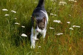 Maybe you would like to learn more about one of these? Is A Money Tree Plant Toxic To Cats