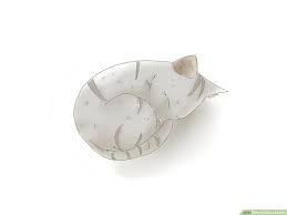 Look at the finer details while drawing the teeth, eyes, belly, and other intricate details. 4 Ways To Draw A Kitten Wikihow