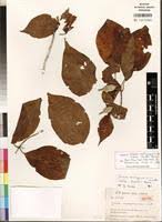 Image result for Grevea