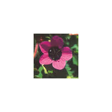 Image result for Geranium ocellatum