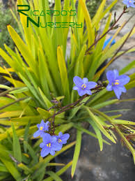 Image result for Aristea