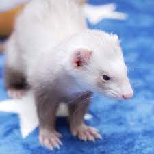 ʢʡ へれなスッキリ顔のびじんさんにもなれるんだよん ferret pet petstagram instaferret ferretgram helena ackey ferret animals