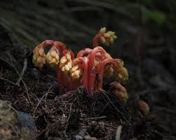 Image result for Monotropa  hypopitys