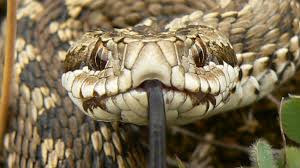 Cel mai mare sarpe din lume :o :o :o. Ce Serpi Veninosi ExistÄ In Romania Mergi De UrgenÅ£Ä La Spital DacÄ Ai Fost Muscat Unul Dintre Ei