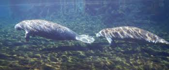 Manatees are large, fully aquatic, mostly herbivorous marine mammals sometimes known as sea cows. Manatee Springs State Park Florida State Parks