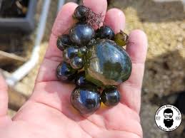 Image result for Globia algae