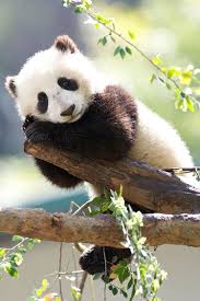Pin De Barbara Sale Em Animss U Pandas Filhotes Ursos Panda Bebe Urso Panda