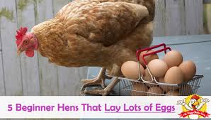 You know in vitro fertilization is an expensive procedure, but how much does ivf act. 5 Beginner Hens That Lay Lots Of Eggs The Happy Chicken Coop