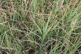 Otherwise, with a traditional lawn mower to work with, the level of the cutting blade will likely need to be raised. Leafspot Rust In Bermudagrass Hayfields Panhandle Agriculture