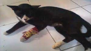 Mimpi dicap orang sebagai pembohong mimpi jatuh menimpah sesuatu: Cara Mengobati Kaki Kucing Patah Keseleo Bengkak Pincang