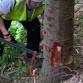 Felling & Processing Small Trees up to 380mm [27 event image