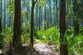 Day Hikes In Florida Hiking In Florida Ocala National Forest Hiking Trails