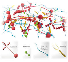 It comprises two layers, the basal lamina and the reticular lamina, and is composed of type iv bowman's membrane a thin layer of basement membrane between the outer layer of stratified. Biophysical Properties Of The Basal Lamina A Highly Selective Extracellular Matrix Intechopen